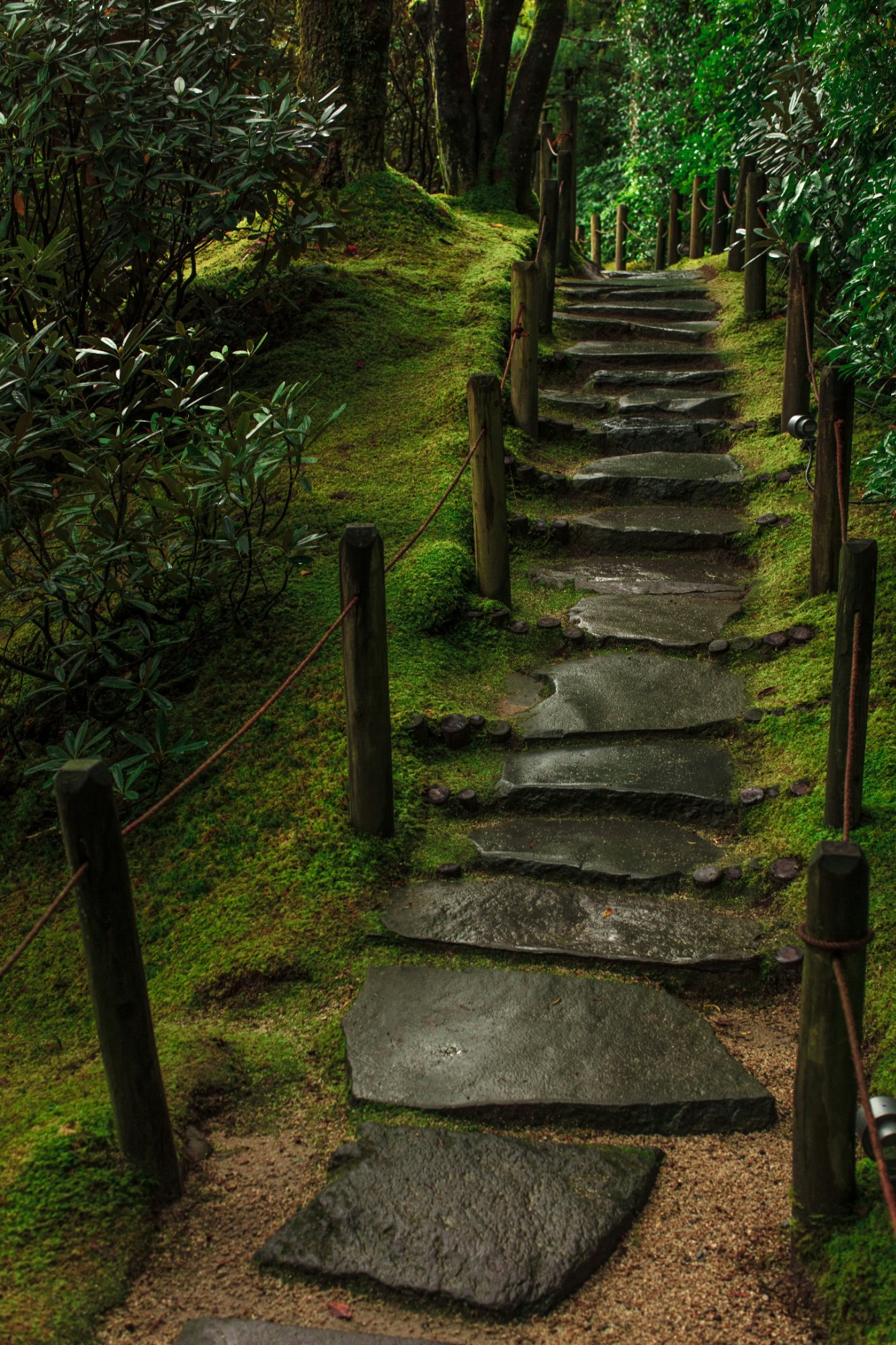 Stone path through lush greenery